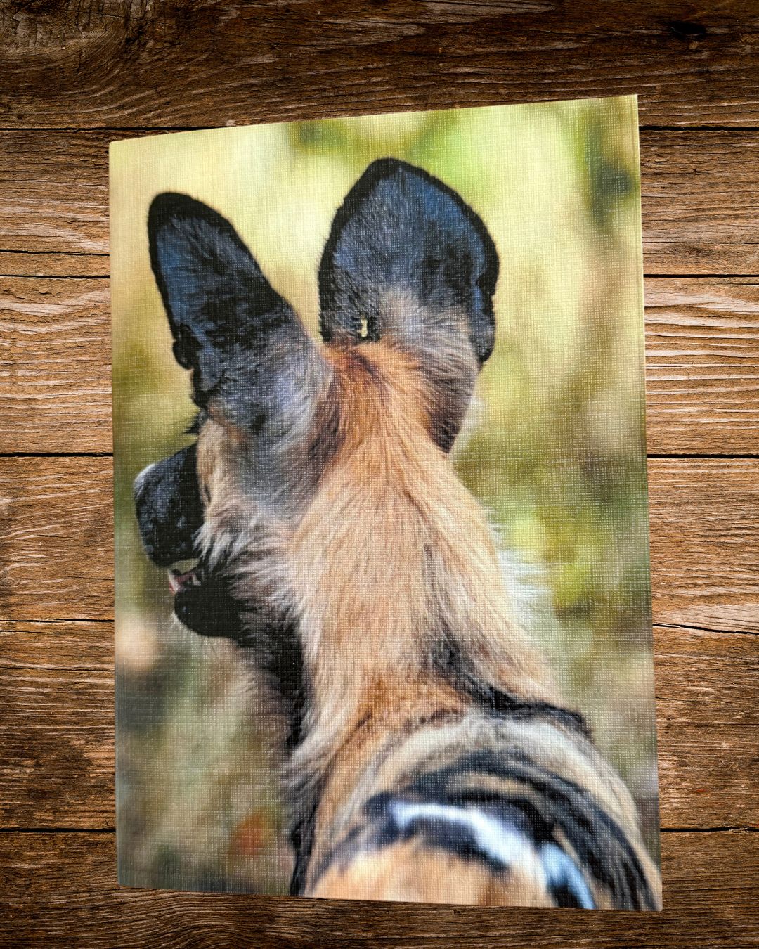 wild dog photo card, an african wild dog photographed in the bush