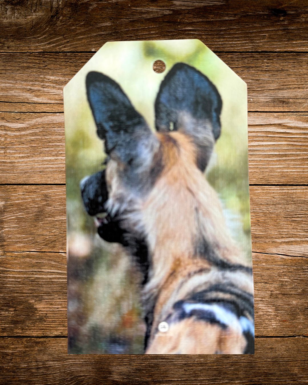 wild dog photo gift tag, an african wild dog photographed in the bush