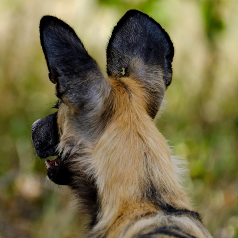 rachael wild wild dog handmade ceramics