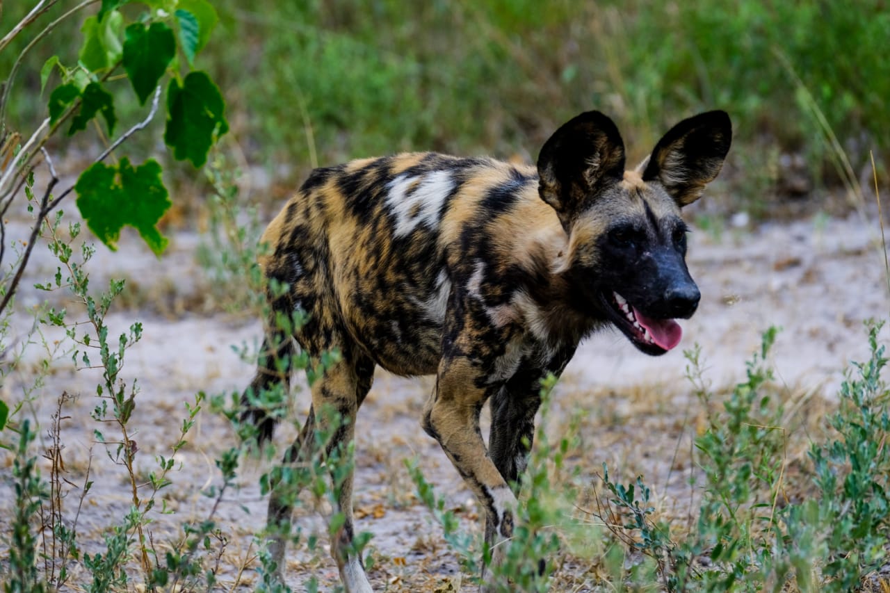 rachael wild wild dog handmade ceramics 2